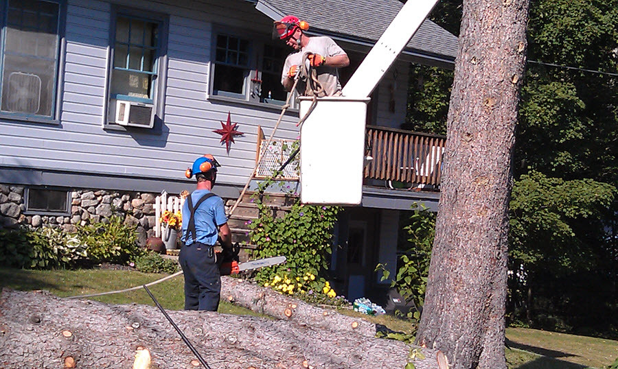 new hampshire removal in tree